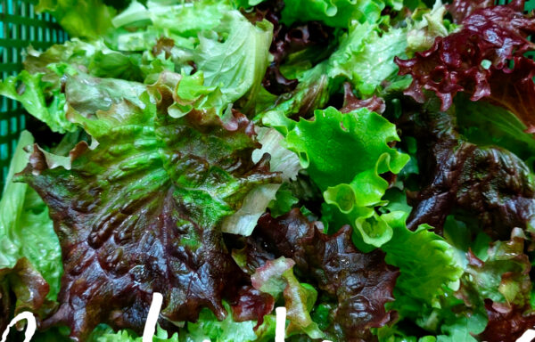 Babyleaves (Pflücksalat)