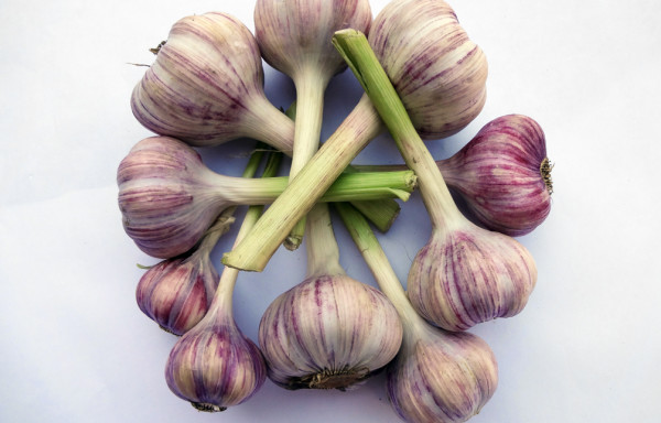 Knoblauch