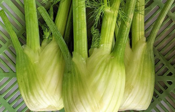 Fenchel