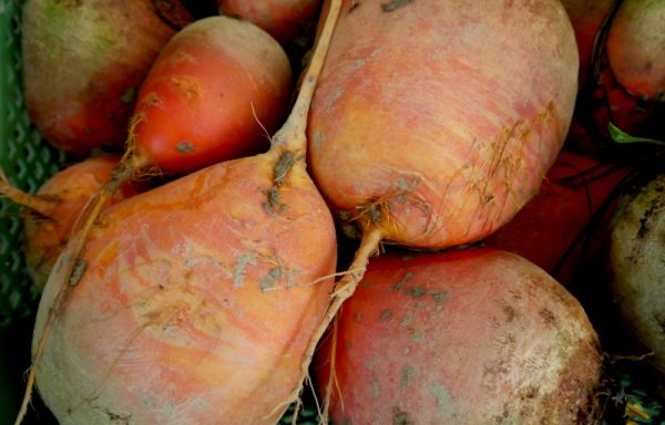 Gold-Rüben