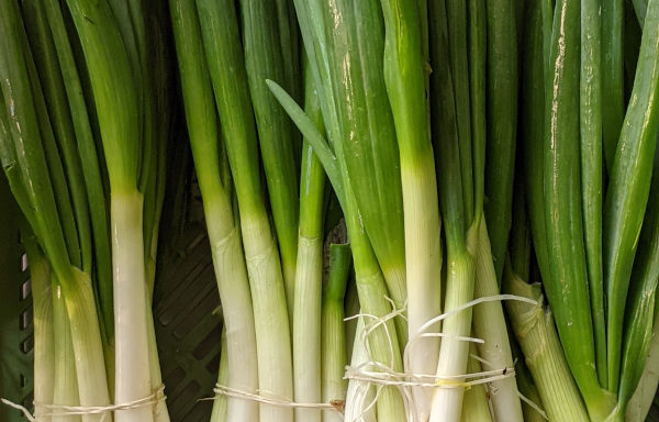 Jungzwiebel