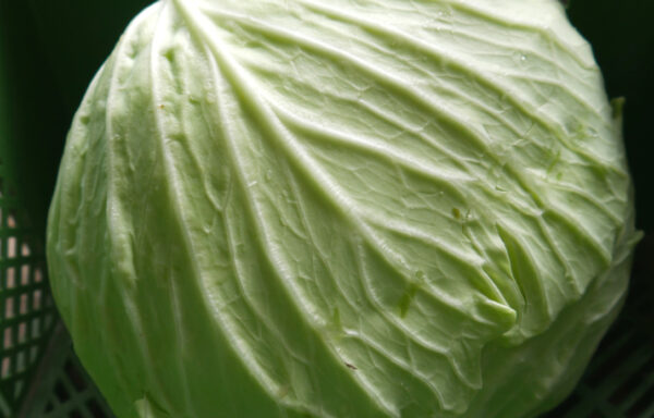 Braunschweiger-Kraut