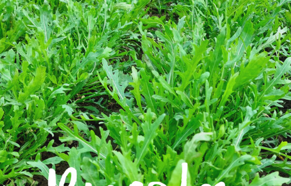 Rucola
