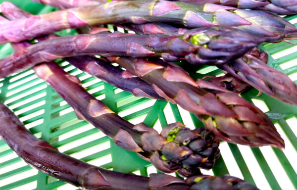 Spargel violett